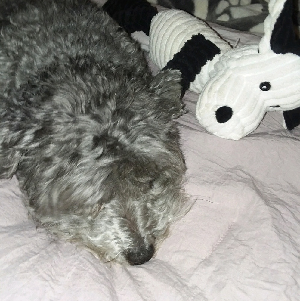 Meet your Posher, Maria